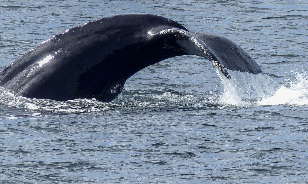 humpback whale, tail fin, natural spectacle-436112.jpg